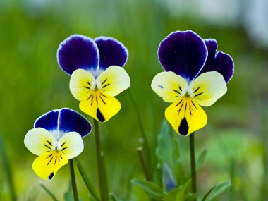 Violas or Pansies Closeup in a Garden clipart