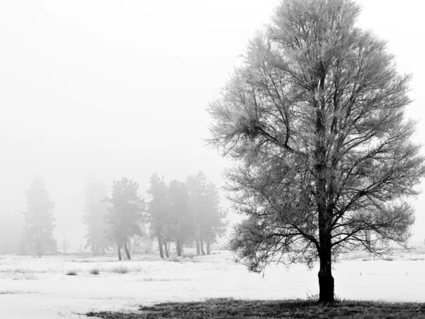 Alberi invernali coperti di gelo in una mattina nebbiosa — Foto Stock