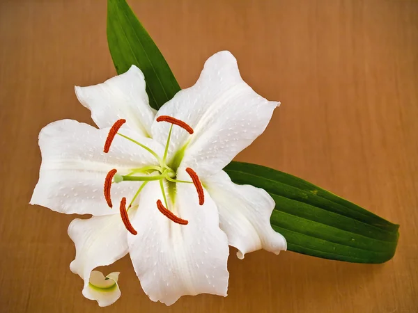 Casablanca weiße Lilien Nahaufnahme mit Blumendetails — Stockfoto