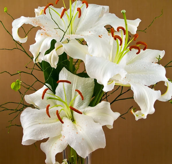 Casablanca lírios brancos close-up mostrando flores detalhes — Fotografia de Stock