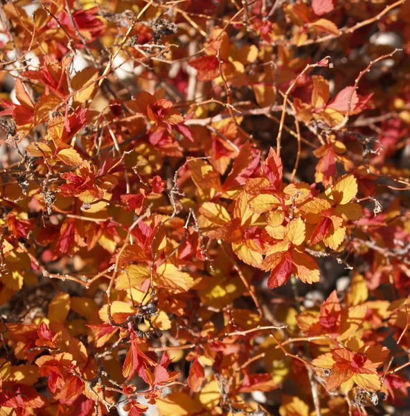 Помаранчевий, жовтий і червоний листя як фон — стокове фото