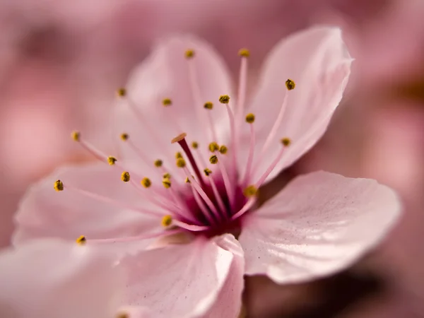 나무에서 분홍색 꽃의 매크로 — 스톡 사진