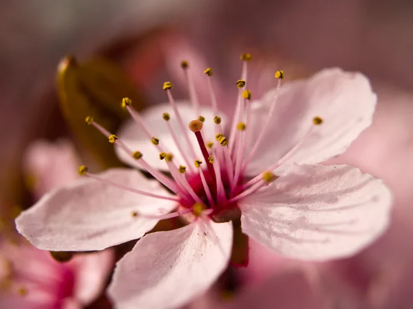 Makro růžový květ ze stromu — Stock fotografie