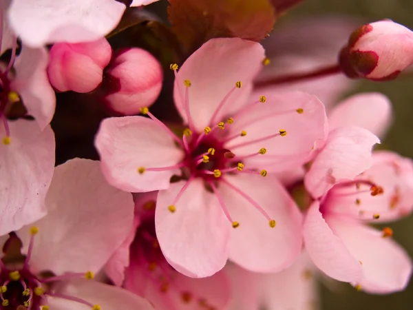Makro pembe çiçeği ahşap — Stok fotoğraf