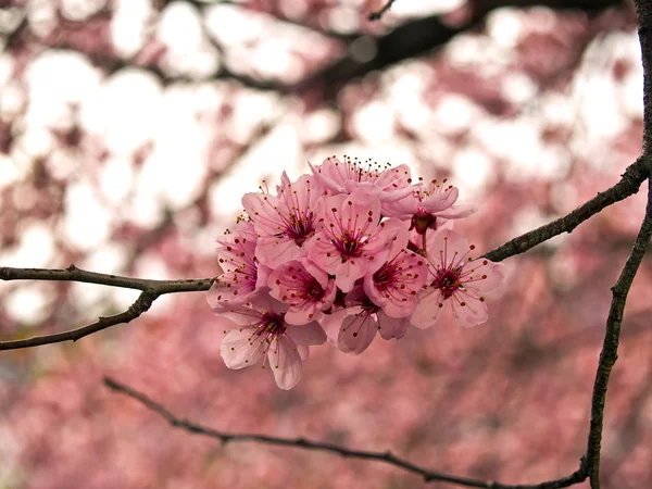Helder roze clusters van boom kersenbloesem in de lente — Stockfoto