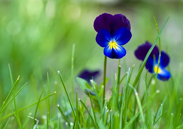 Violas ou Pansies Gros plan dans un jardin — Photo