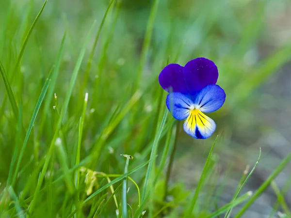 花园内的紫罗兰或Pansies服装 — 图库照片