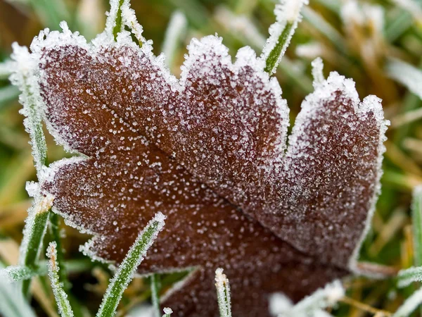 Foglia coperta di gelo su erba congelata in una mattina d'autunno — Foto Stock