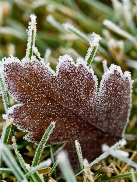 Hoja cubierta de escarcha sobre hierba congelada en una mañana de otoño —  Fotos de Stock