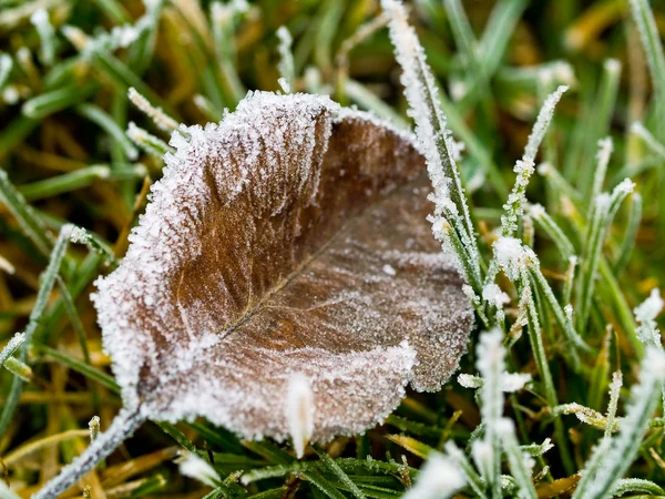 冷凍の草に覆われた葉秋の朝の霜します。 — ストック写真