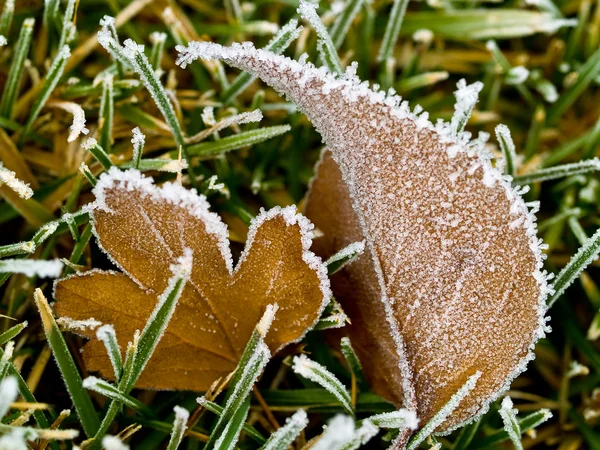 Παγετό καλύπτονται φύλλων σε κατεψυγμένα χορτάρι για ένα φθινοπωρινό πρωί — Φωτογραφία Αρχείου