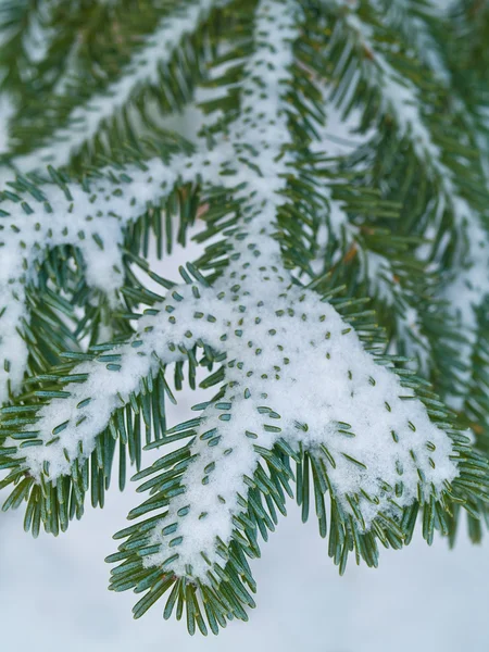 Снігові покриті соснові гілки крупним планом — стокове фото