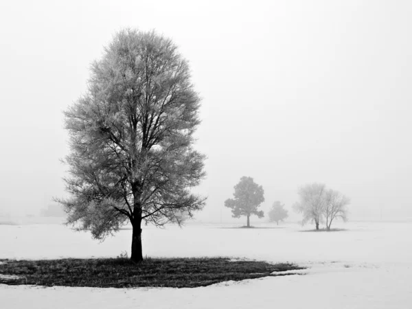 Зимние деревья покрыты морозом туманным утром — стоковое фото