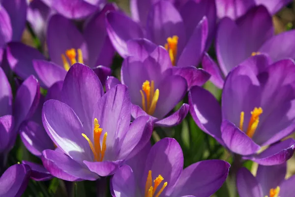 Krokusblüten im Frühling — Stockfoto