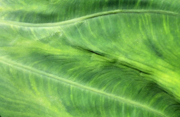 Green Leafy Texture — Stock Photo, Image