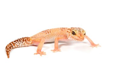 Beyaz arka plan önünde Gecko