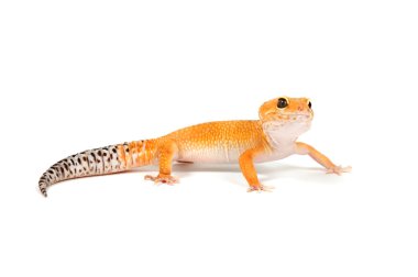 Gecko in front of a white background clipart