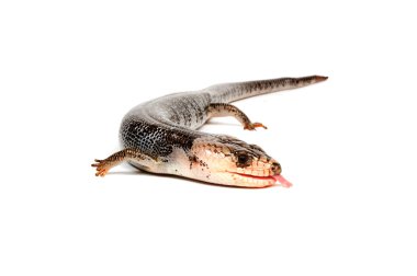 Pink-Tongue Skink clipart