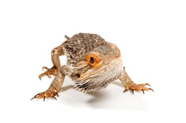 Sakallı Ejder (Pogona vittisepsi)