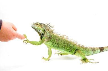 Iguana in front of a white background clipart