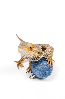 Bearded Dragon (pogona vitticeps) clipart