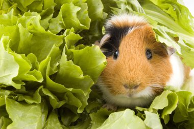 Guinea pig is sitting between endive clipart