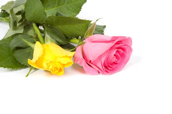 Różowe i żółte róża z lekkoatletka — Zdjęcie stockowe