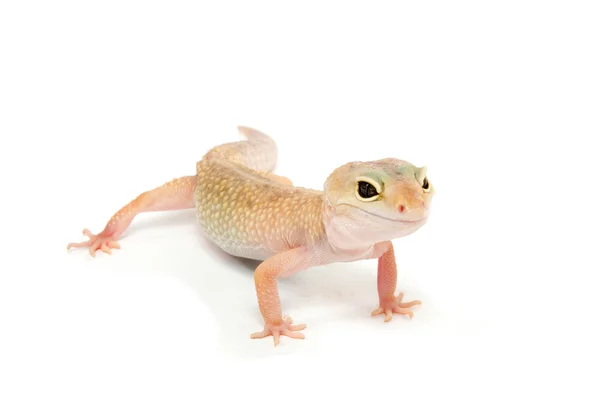 Gecko перед білим тлом — стокове фото