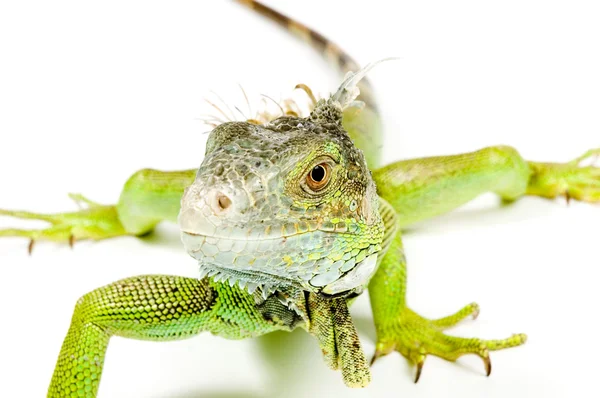 Iguana in front of a white background — Stock Photo, Image