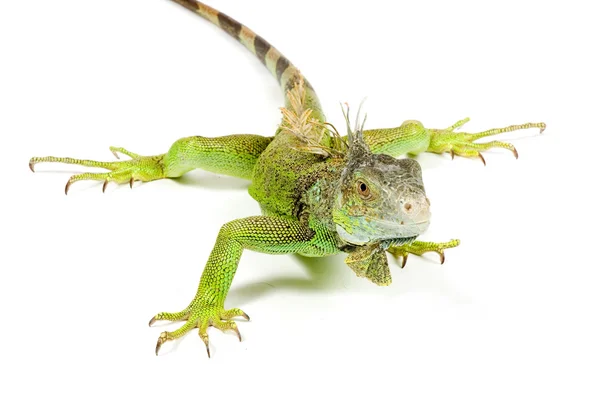 Iguana in front of a white background — Stock Photo, Image