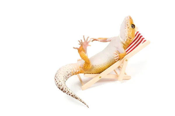 Gecko перед білим тлом — стокове фото