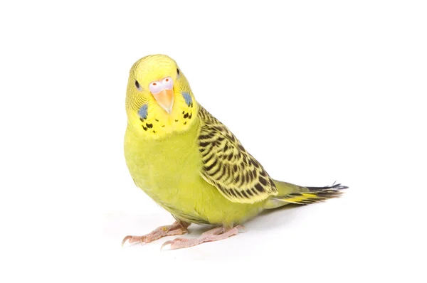 Yeşil papağan — Stok fotoğraf