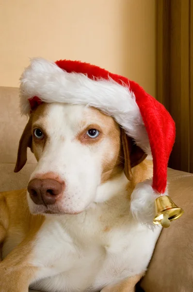 İskandinav tazı köpeği ve Noel şapka