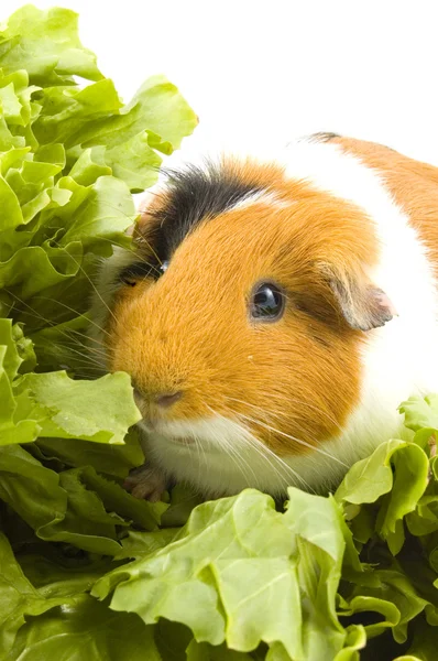 Guinea pig is sitting between endive — Stock Photo, Image