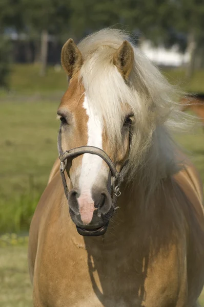 Retrato de un hermoso caballo — Foto de Stock