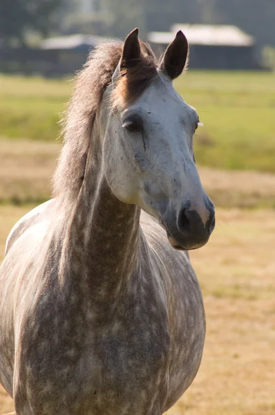 Белая лошадь с размытым фоном — стоковое фото