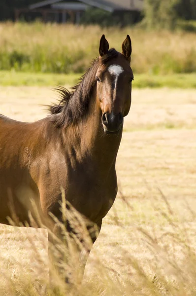 Beautiful brown horse in the meado — Stock Photo, Image