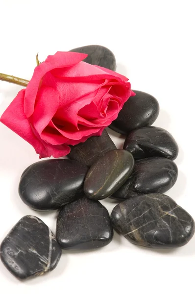 Roze roos met spa stenen — Stockfoto