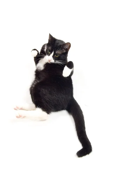 Молодий кіт розслабляється з лапами вгору — стокове фото
