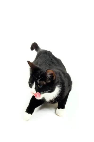 Νέος γατάκι γλείφει το στόμα — Φωτογραφία Αρχείου