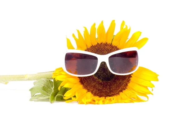 Sunflower wearing sunglasses — Stock Photo, Image