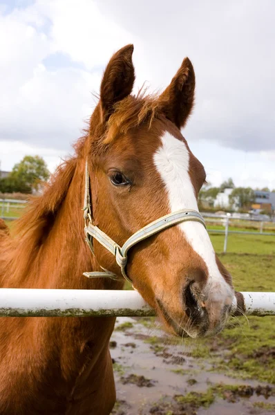 Portrait of a quarter horse foal — Stock Photo, Image