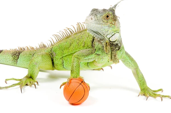 Iguana in front of a white background Stock Photo