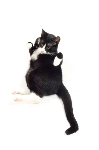 Fiatal macska pihentető paws fel Stock Kép