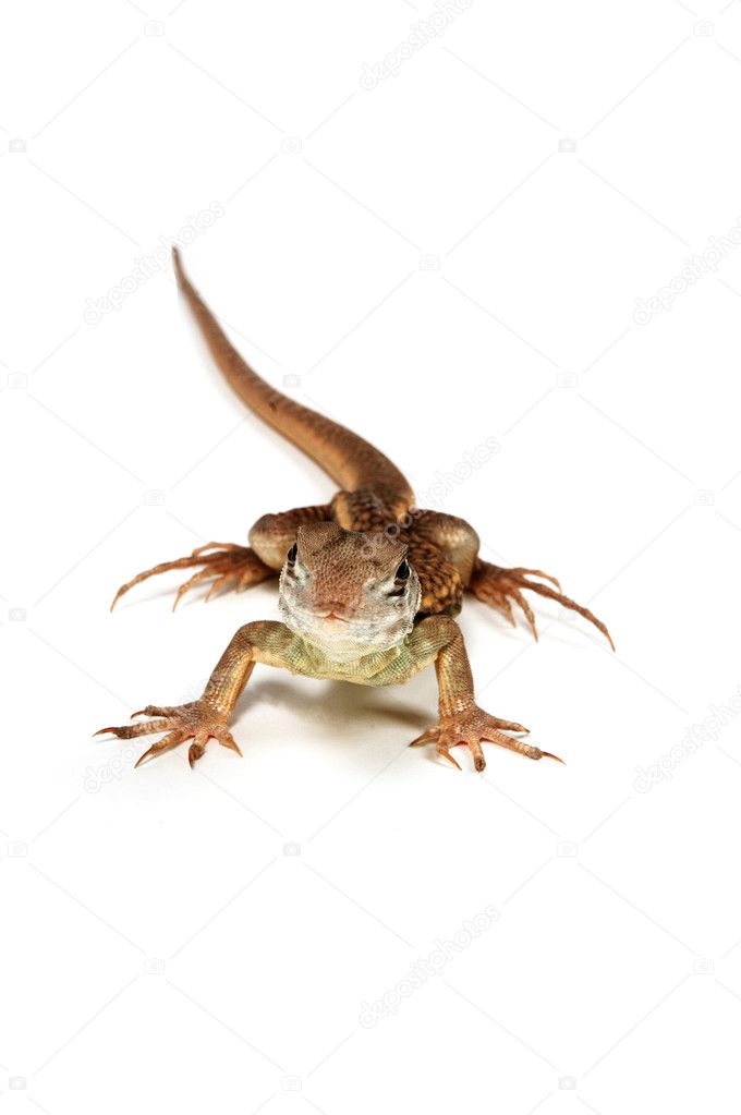 Butterfly Agama Lizard — Stock Photo © ladyminnie 2762072