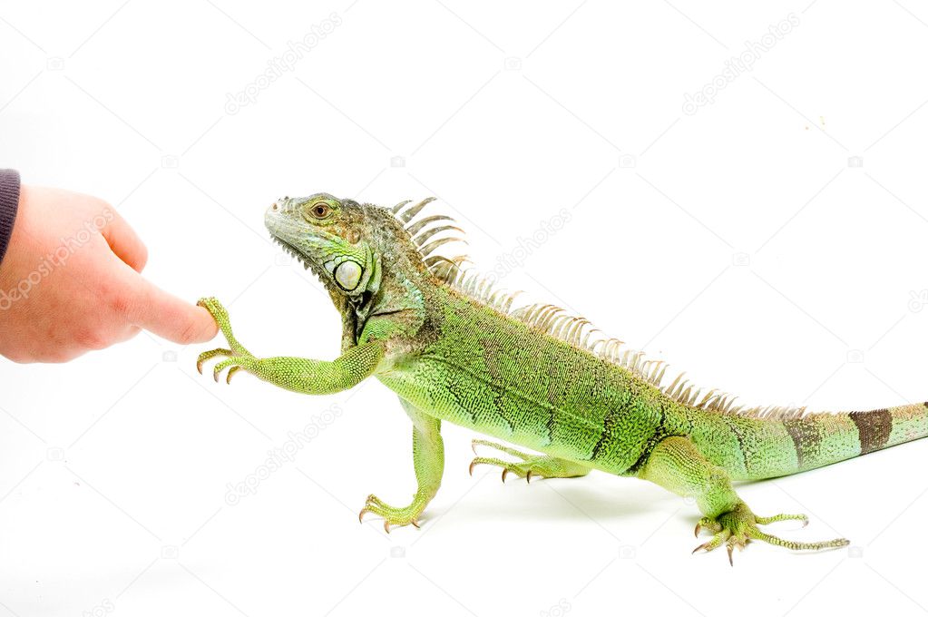 Iguana in front of a white background