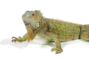 Female iguana with big beard clipart