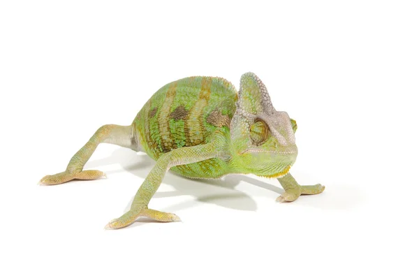 stock image Chameleon