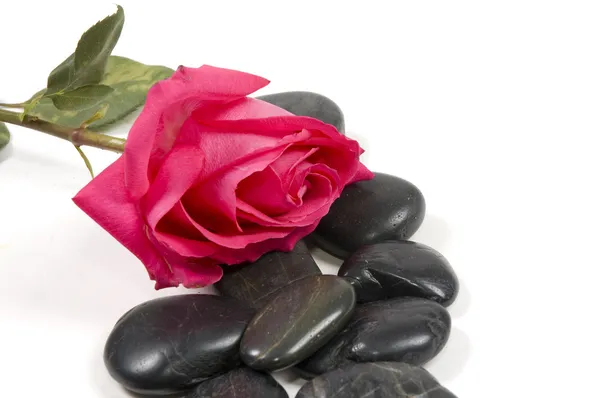 Pink rose with spa stones — Stock Photo, Image