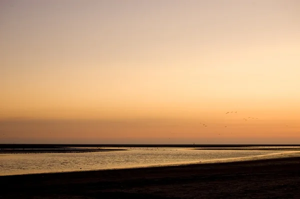 Strand und Möwen in Sonnenuntergangsfarben — Stockfoto